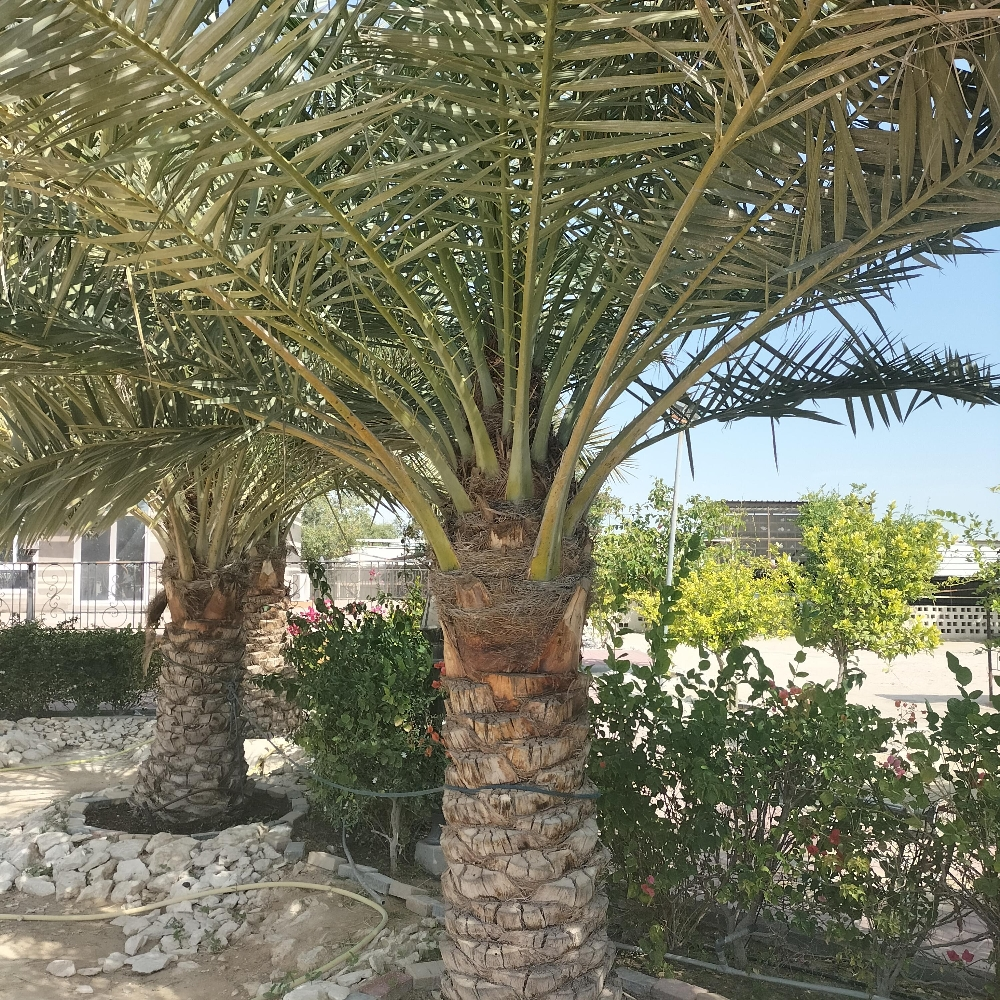 تنظيف النخيل 55079950 - 4