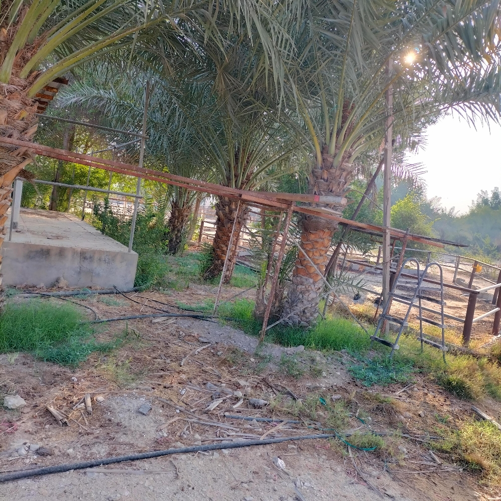 تنظيف النخيل 55079950 - 3