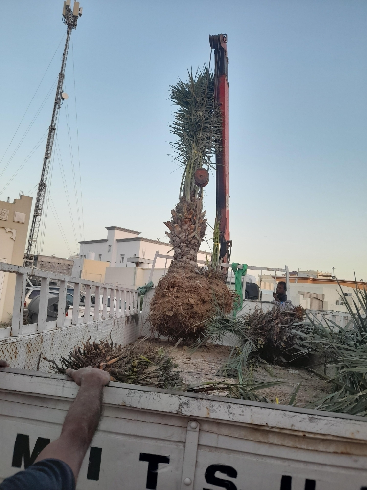 نخيل للبيع - 2
