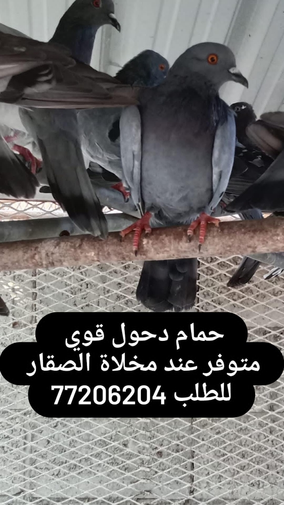 حمام دحول قوي و طرح اليوم  - 1