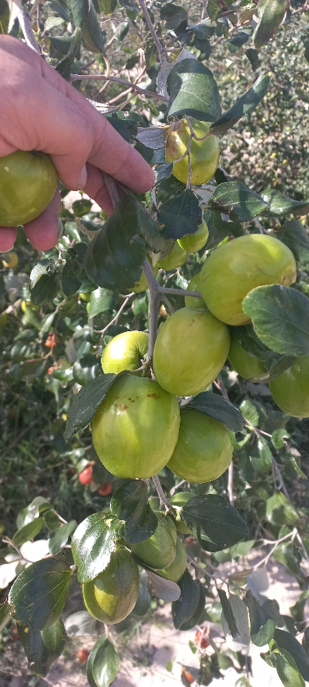 كنار تايلندي حلو - 1