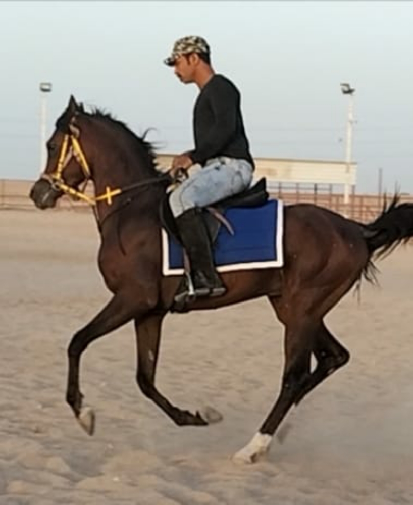 مدرب خيل - 2