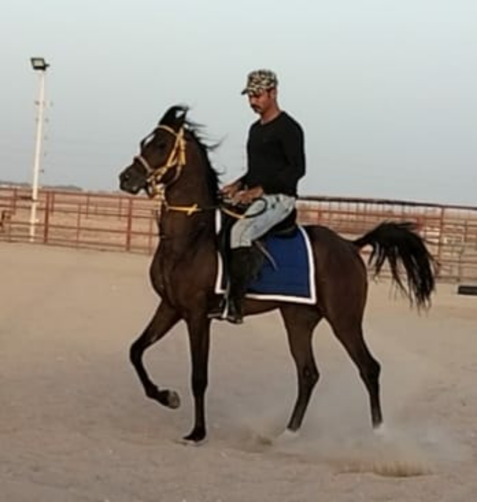 مدرب خيل - 1