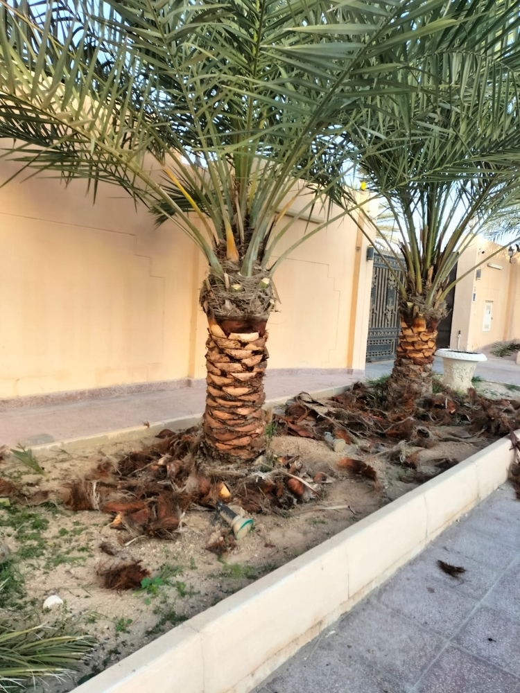 تقريب نخيل - 1