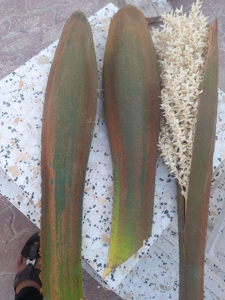 زراعة حدائق وصيانه شهرية222 - 2