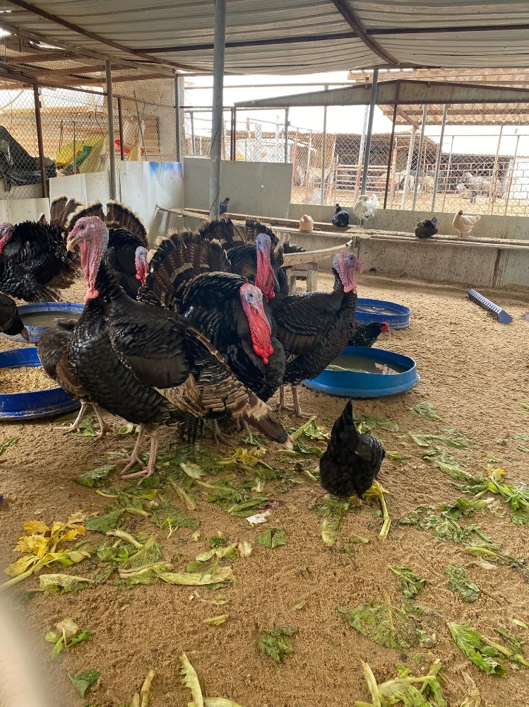 رومي حجم كبير 6_8 كغ - 2