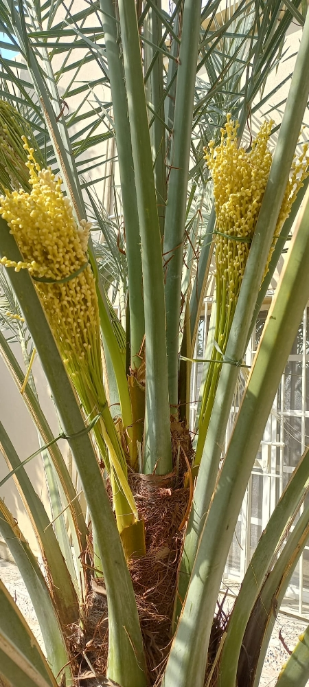 زرعة النخيل - 2