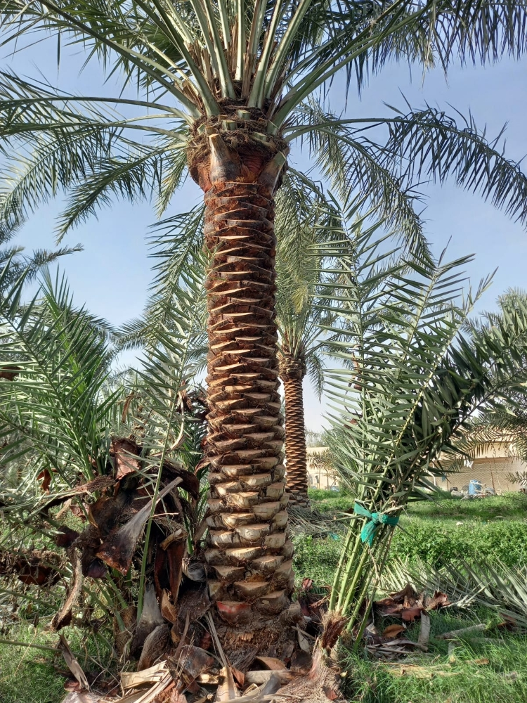 زرعة النخيل - 1