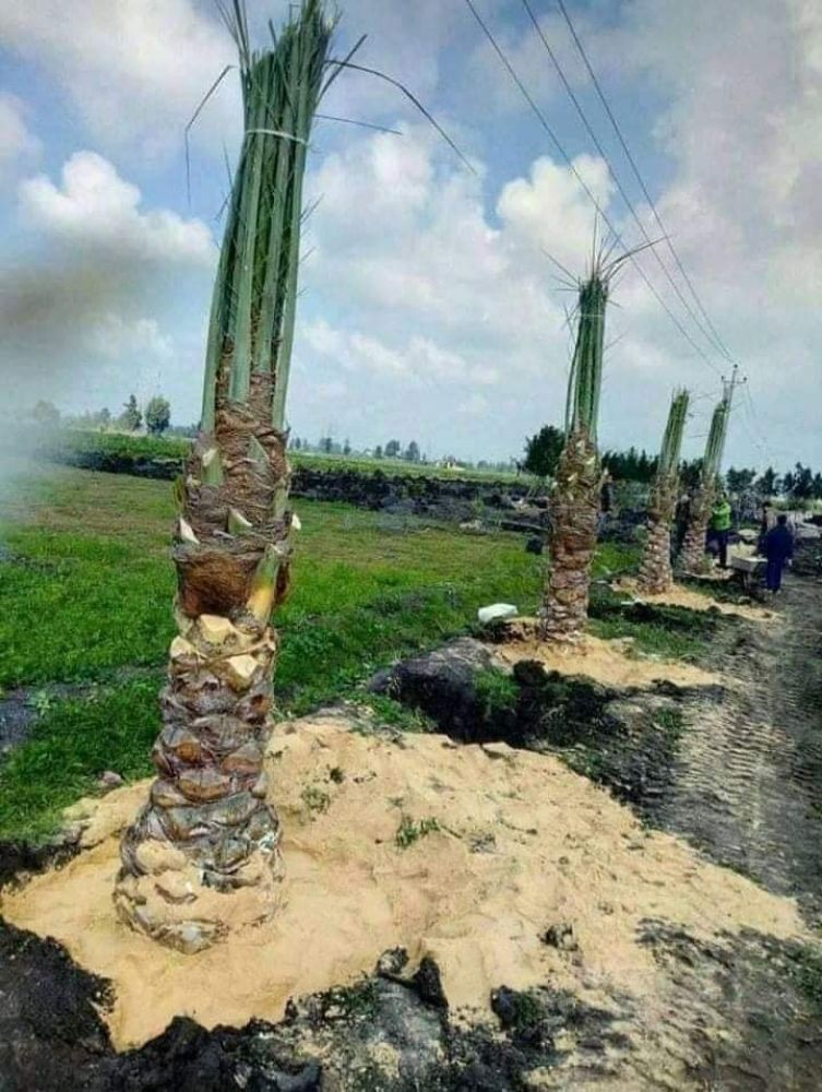 العنايه بالحديقة - 3