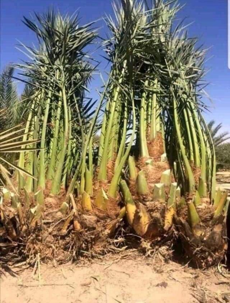 العنايه بالحديقة - 2