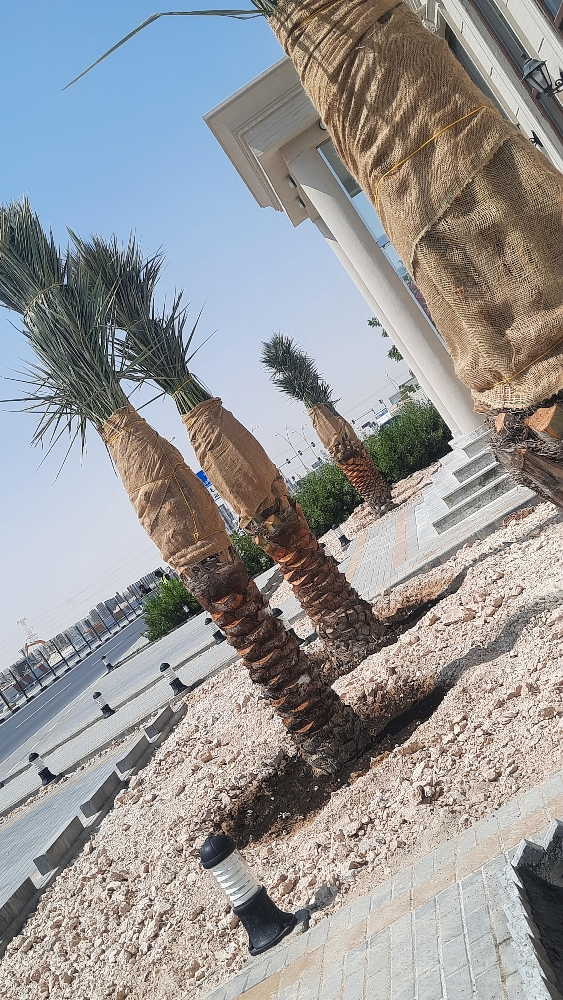 للزراعة ‎‎‎‎‎‎‎نخل - 3