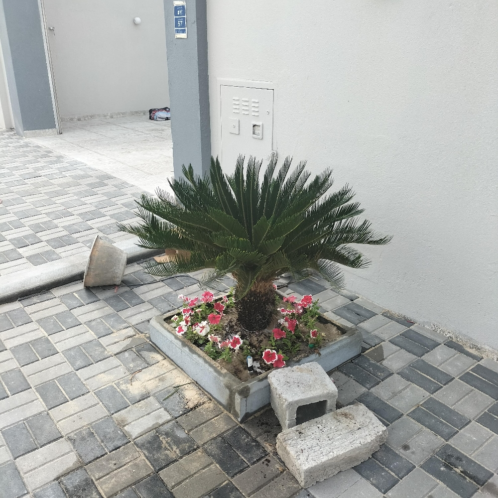 مزارع ومنسق حدائق 55504810 - 4