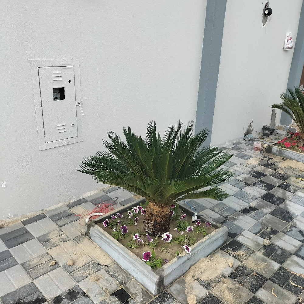 مزارع ومنسق حدائق 55504810 - 3