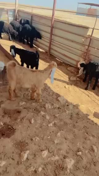 تيوس عوارض سمان - 1