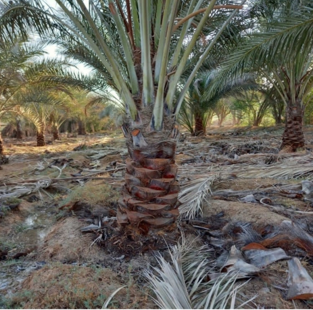 زراعه النخيل - 3