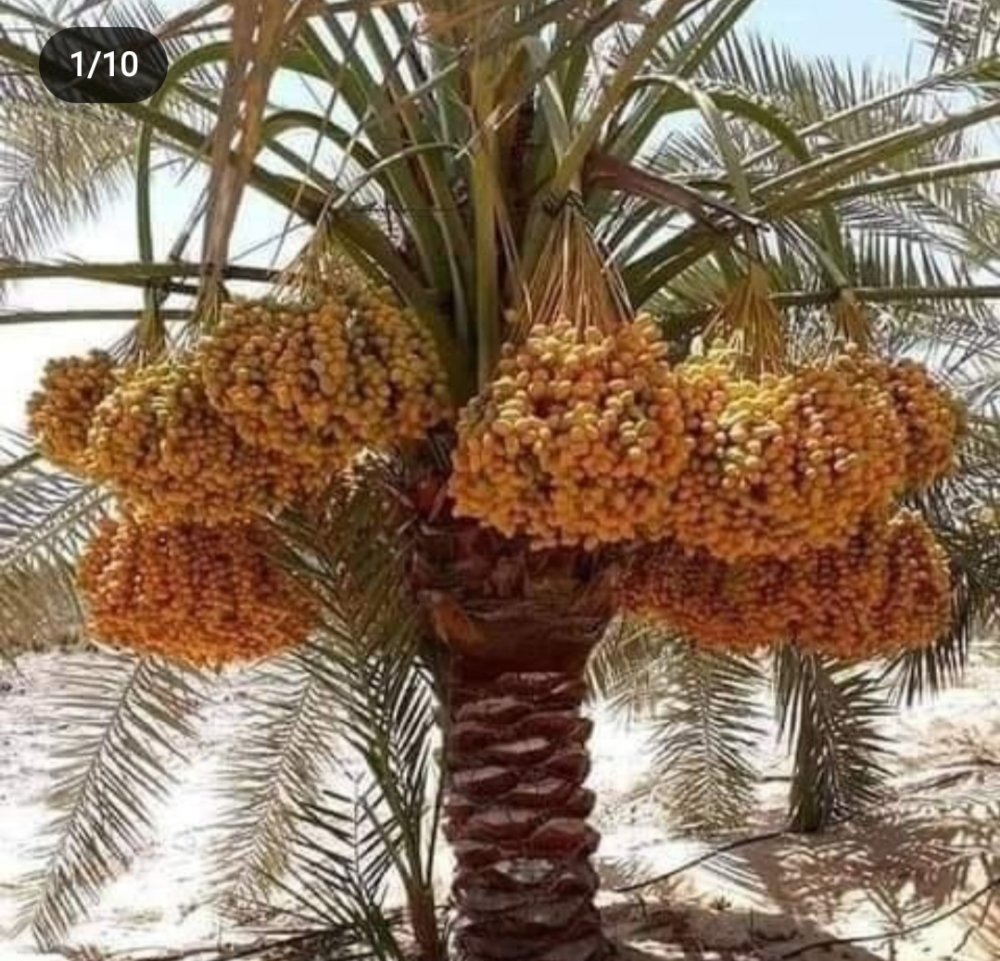 زراعه النخيل - 4