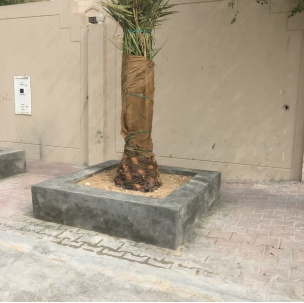 زراعه النخيل - 2