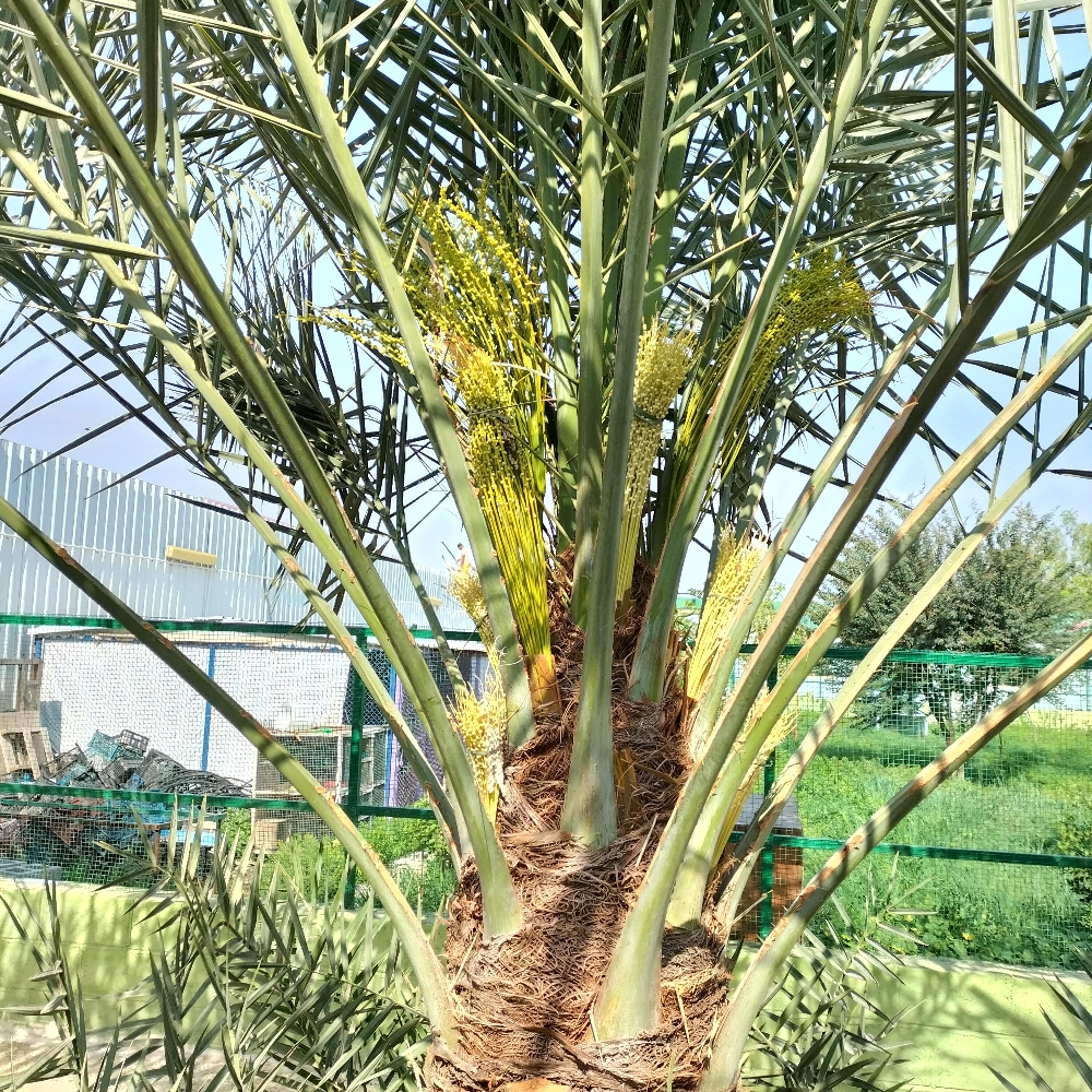 تلقيح النخيل - 5