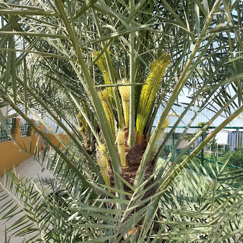 تلقيح النخيل - 7