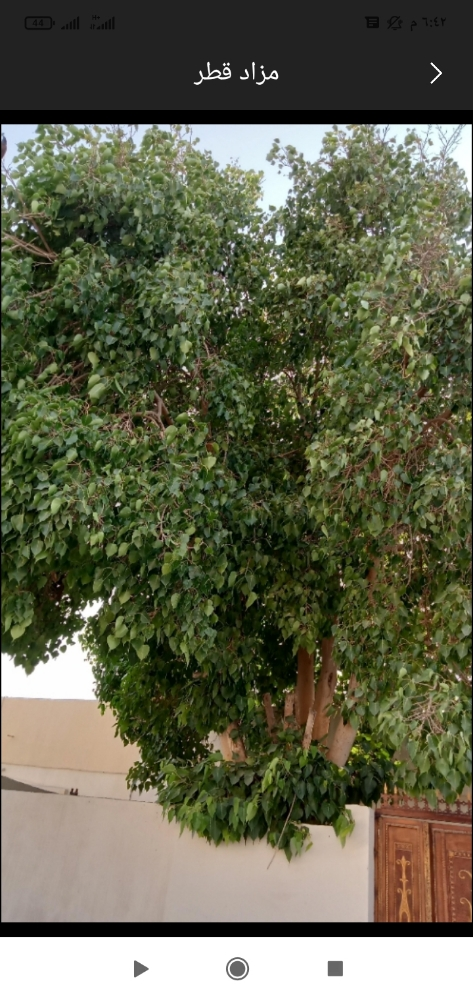 تقطيع الأشجار والحطب - 1