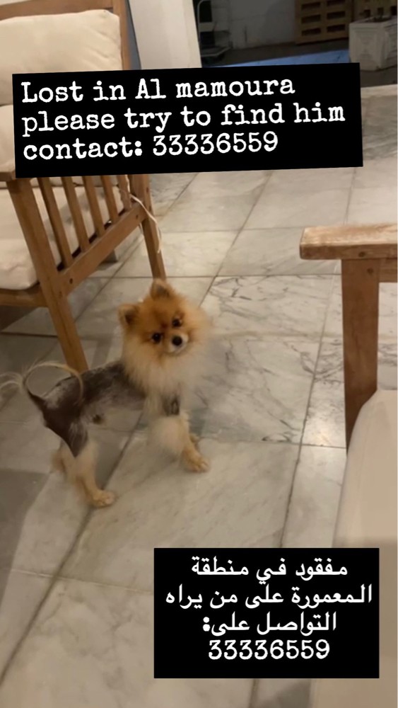 lost dog - 1