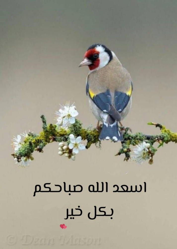 مطلوب جميع انواع الحلال - 1