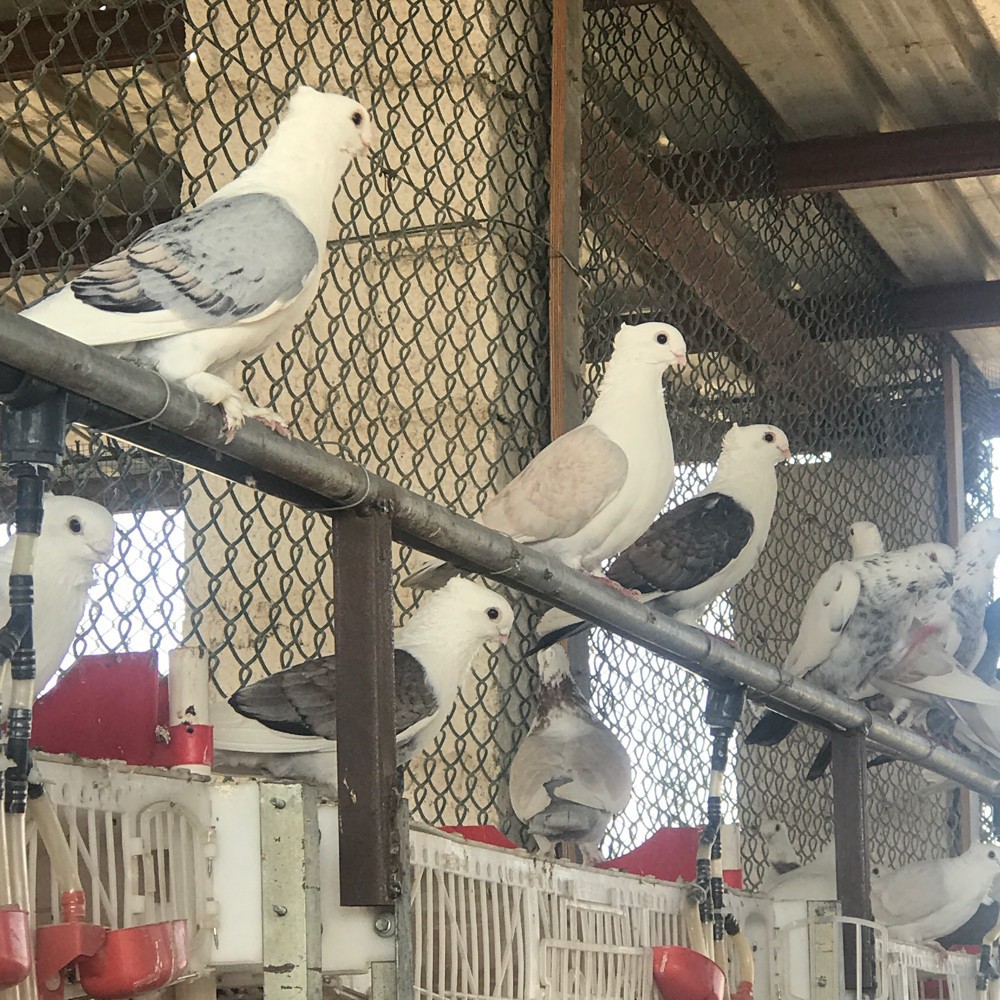 حمام حب الرمان - 2