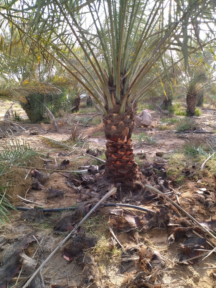 ‎‎‎‎‎‎‎زراعه - 9