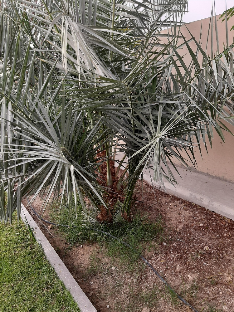 ‎‎‎‎‎‎‎زراعه - 10