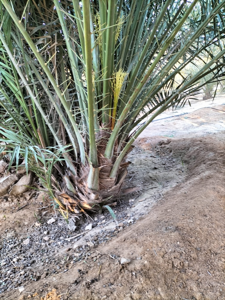 زراعه نخيل - 4