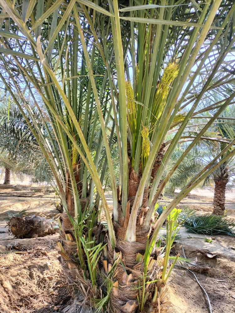 زراعه نخيل - 8