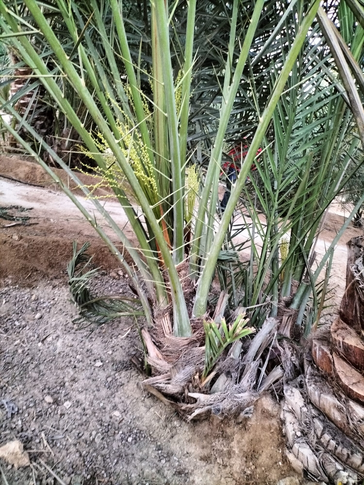زراعه نخيل - 7