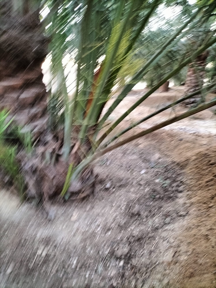 زراعه نخيل - 10