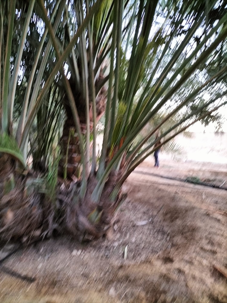 زراعه نخيل - 13