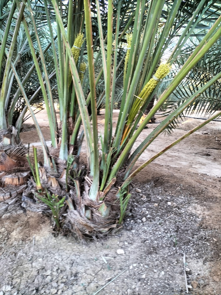 زراعه نخيل - 6