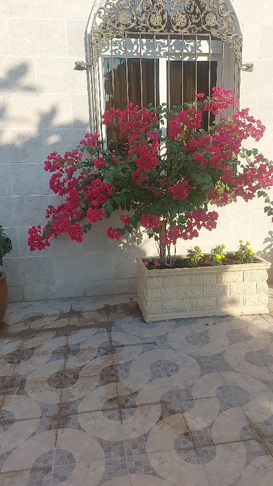 الزراعه والورود - 13