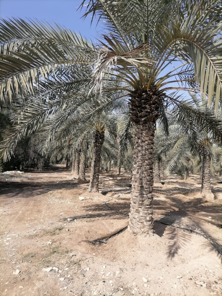 الزراعه والورود - 11