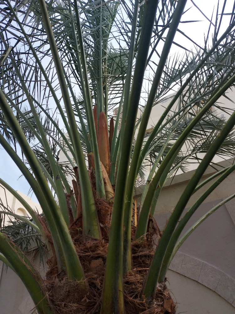 الزراعه والورود - 6