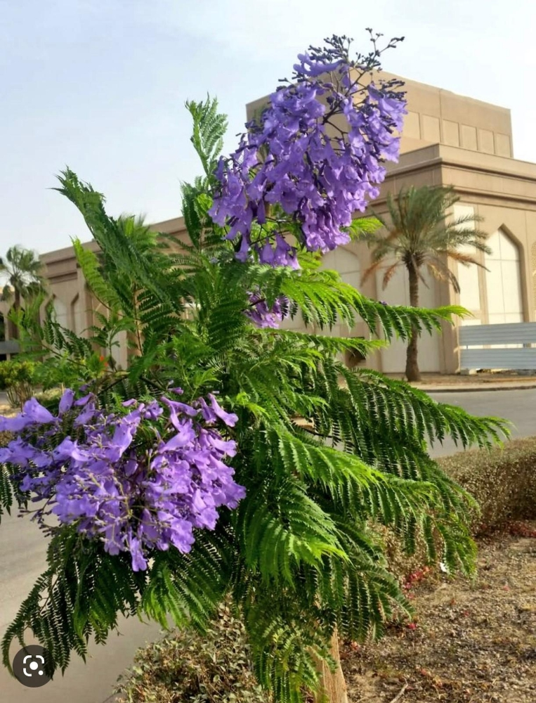 الزراعه والورود - 4