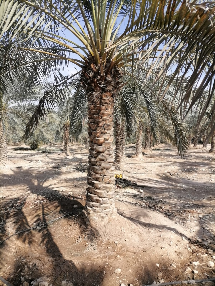 الزراعه والورود - 10