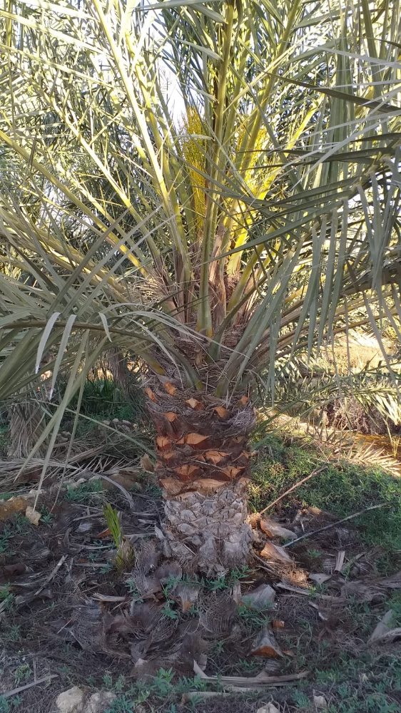 فصايل النخل - 5