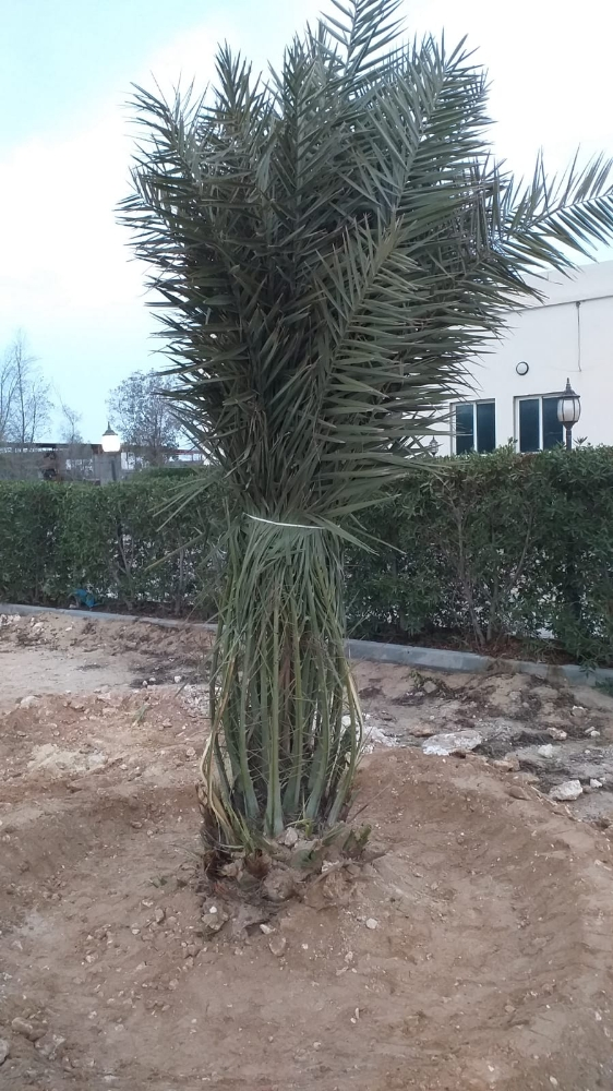 فصايل النخل - 6