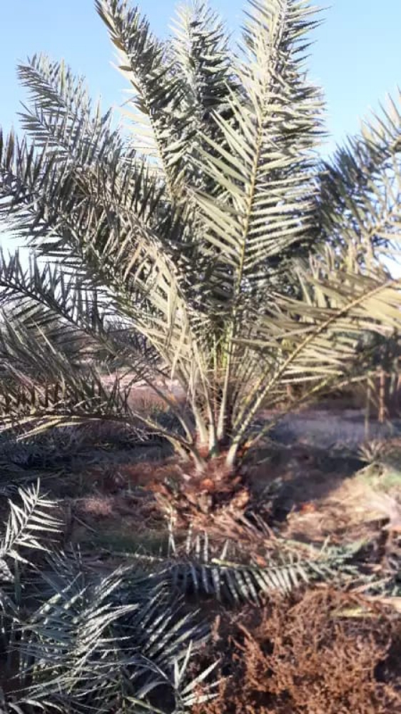 فصايل النخل - 4