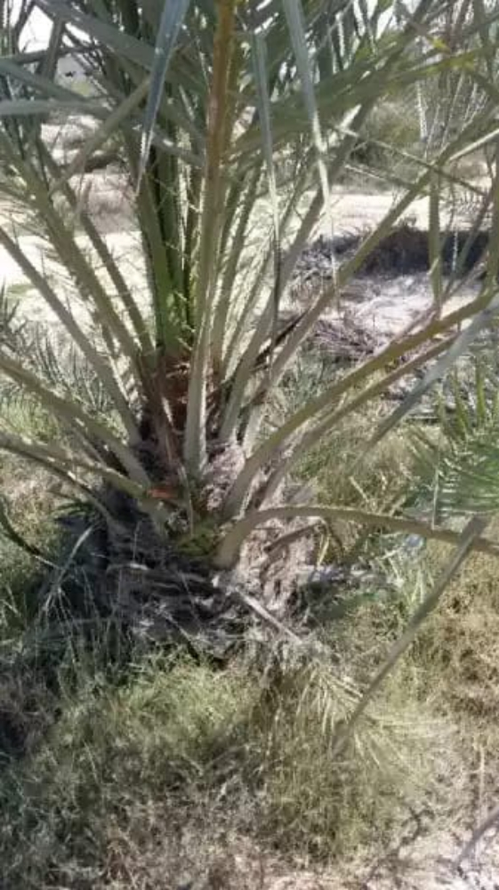 فصايل النخل - 11