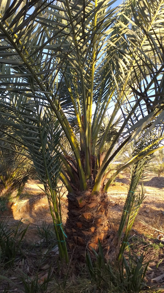فصايل النخل - 7
