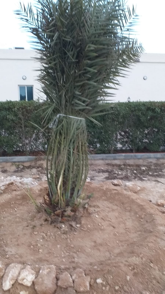 فصايل النخل - 8