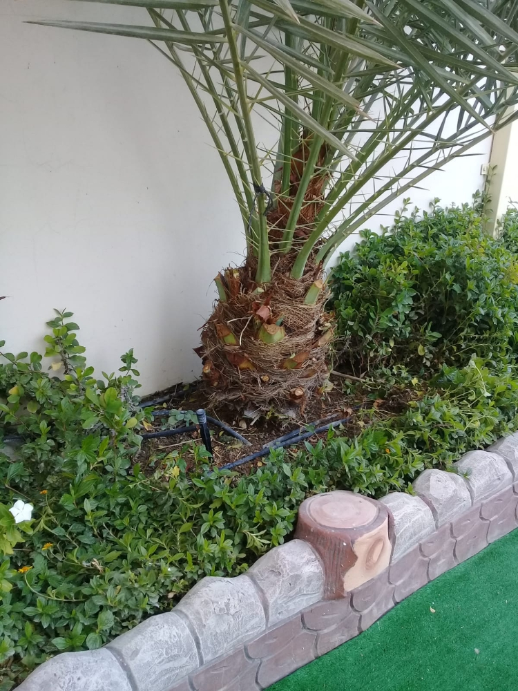 فصايل النخل - 3