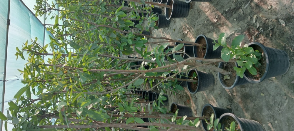 اشجار الفواكه المثمره - 8