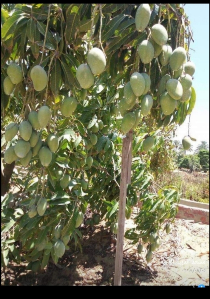 اشجار الفواكه المثمره - 6