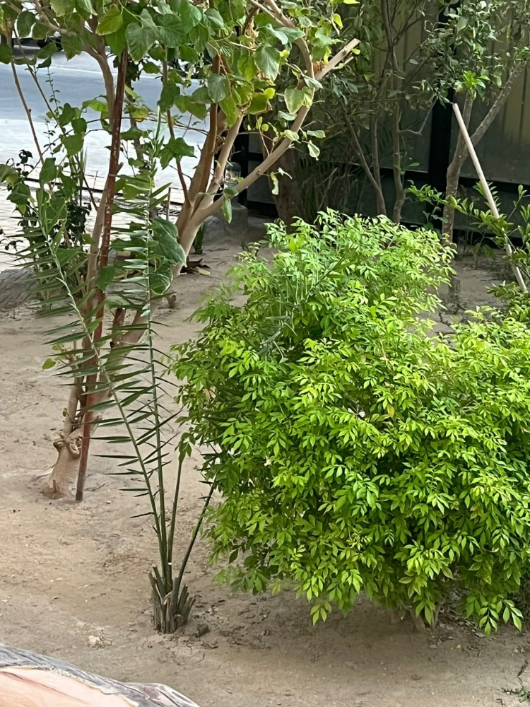اشجار الفواكه المثمره - 5